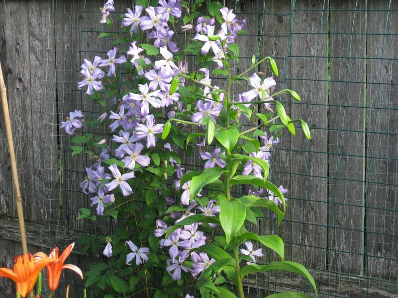 Photo of Clematis 'Prince Charles' uploaded by Carolyn22