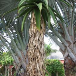 Location: Southwest Florida
Date: fall 2011
A majestic plant when mature.