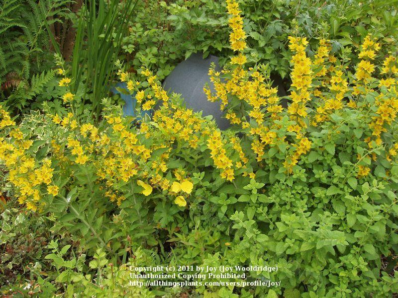 Photo of Yellow Loosestrife (Lysimachia punctata) uploaded by Joy