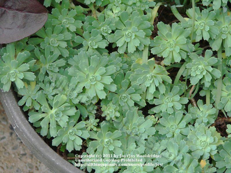 Photo of Afghan Stonecrop (Rhodiola pachyclada 'White Diamond') uploaded by Joy
