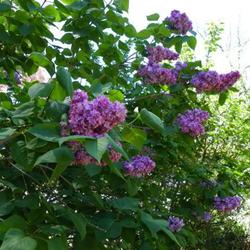 
Old fashioned lilacs.
