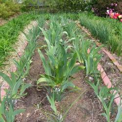 Location: In my garden. 
Three rows of Tall Bearded Iris all planted in rows.