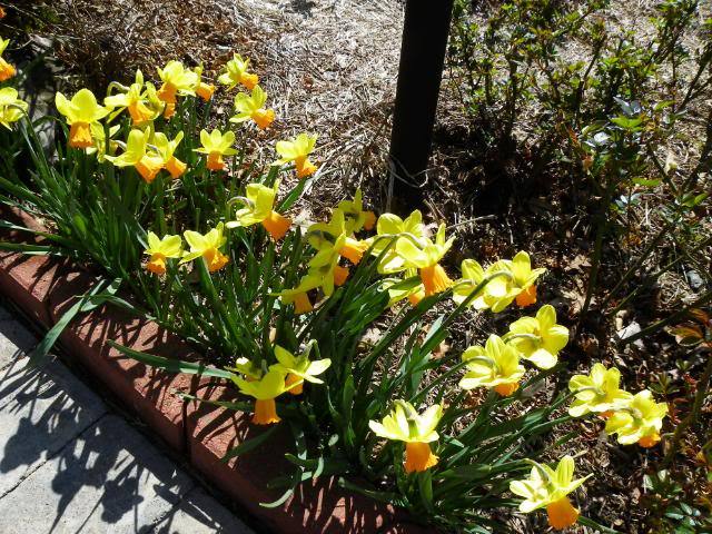 Photo of Cyclamineus Daffodil (Narcissus 'Maria') uploaded by Newyorkrita