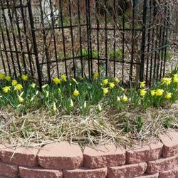 
Earliest daffodils start blooming.