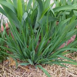 Location: In my garden. 
Leaves of Siberian Iris in front and leaves of Tall Bearded Iris 