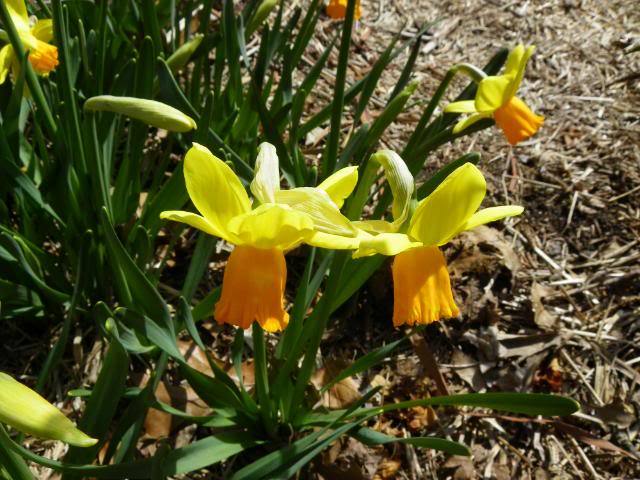 Photo of Cyclamineus Daffodil (Narcissus 'Maria') uploaded by Newyorkrita