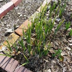 
Dutch Iris leaves in March.