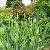 Tall Bearded Iris stalks.