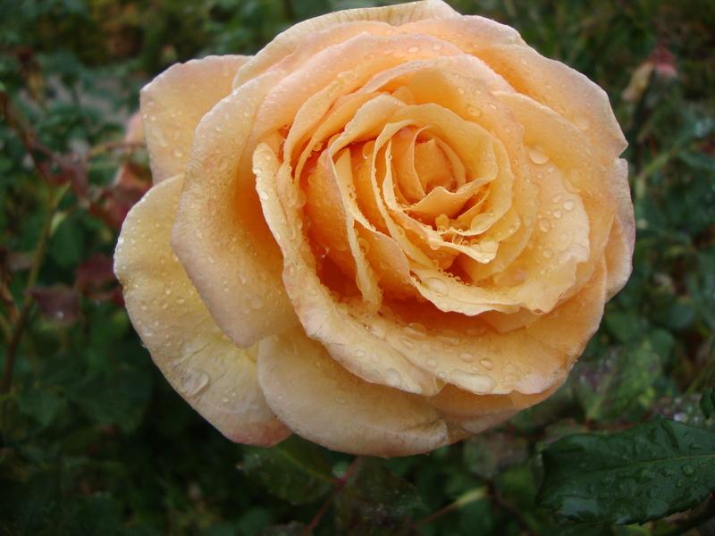 Photo of Rose (Rosa 'Sunset Celebration') uploaded by Paul2032