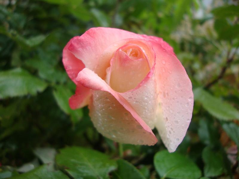 Photo of Rose (Rosa 'Gemini') uploaded by Paul2032