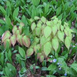 Location: Indiana  Zone 5
Date: 2010-04-22