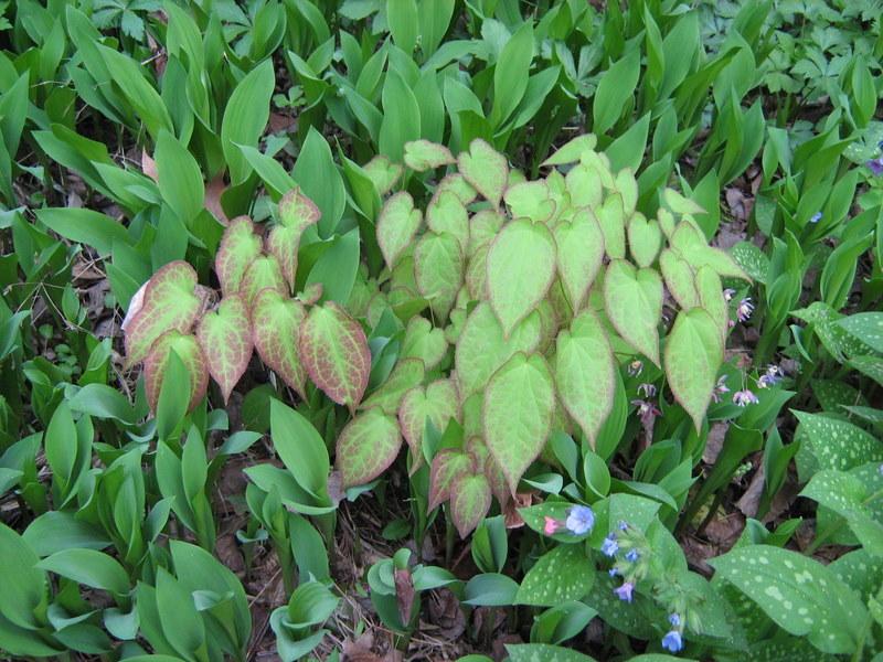 Photo of Red Barrenwort (Epimedium alpinum 'Rubrum') uploaded by gardengus