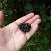 produces large berries