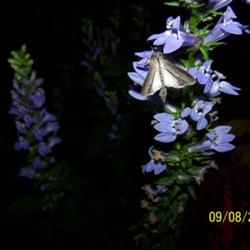 Location: central Illinois
Date: 9-8-06
w/ night moth