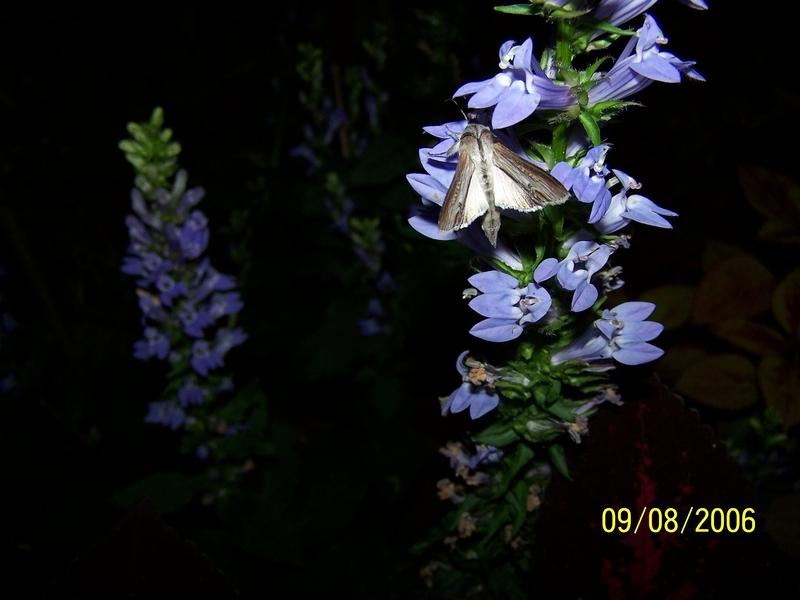 Photo of Great Blue Lobelia (Lobelia siphilitica) uploaded by jmorth