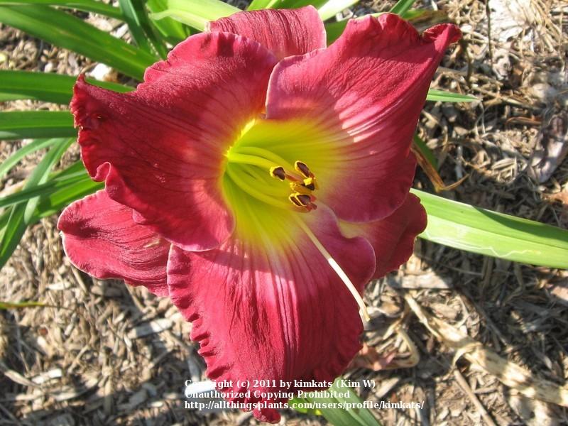 Photo of Daylily (Hemerocallis 'Joan Derifield') uploaded by kimkats