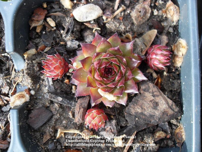 Photo of Hen and Chicks (Sempervivum 'Bronco') uploaded by picklepuff