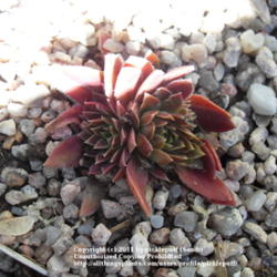 Location: Denver, CO (full sun)
Date: 2011-09-17
New plant. Source: North Hills Nursery