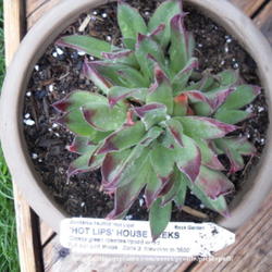Location: Denver, CO
Date: 2011-04-23
New plant. Source: Timberline Gardens