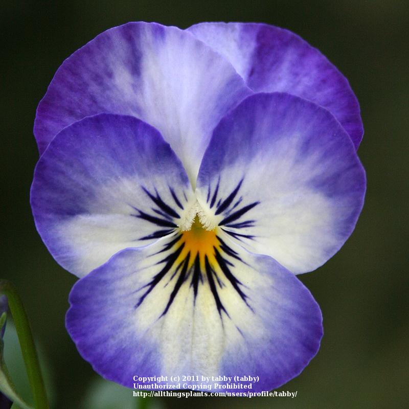 Photo of Viola (Viola cornuta Penny™ Lane Mix) uploaded by tabby