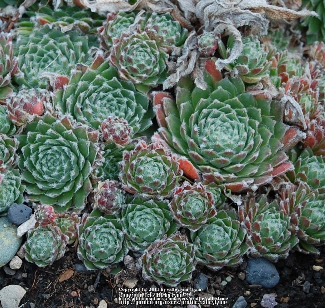 Photo of Hen and Chicks (Sempervivum 'Icicle') uploaded by valleylynn