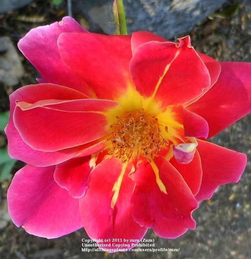 Photo of Rose (Rosa 'Demain') uploaded by zuzu