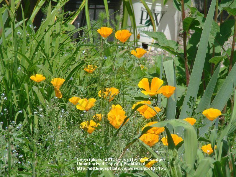 Photo of California Poppy (Eschscholzia californica) uploaded by Joy