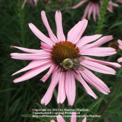Location: My garden in Kentucky
Date: 2006-06-26
#Pollination