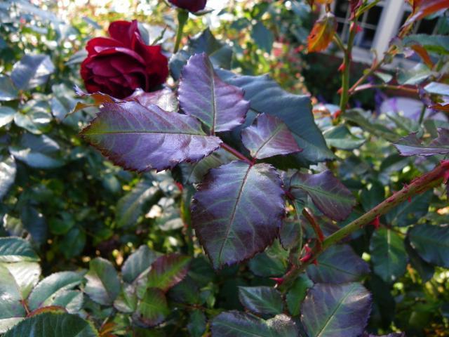 Photo of Rose (Rosa 'Lavaglut') uploaded by Newyorkrita