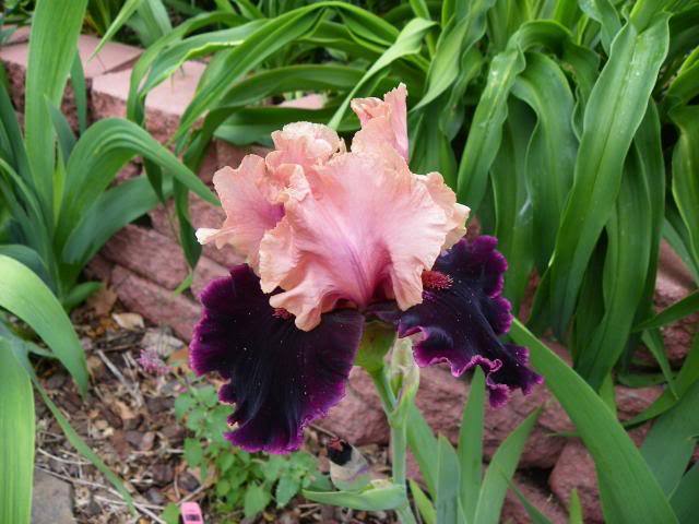Photo of Tall Bearded Iris (Iris 'Prague') uploaded by Newyorkrita