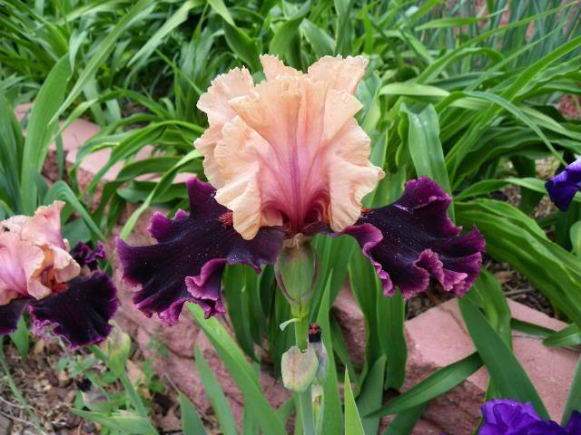 Photo of Tall Bearded Iris (Iris 'Prague') uploaded by Newyorkrita