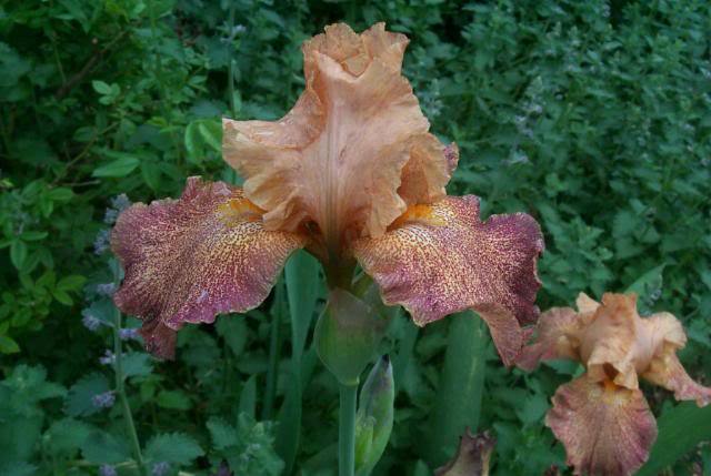 Photo of Tall Bearded Iris (Iris 'Tanzanian Tangerine') uploaded by Newyorkrita