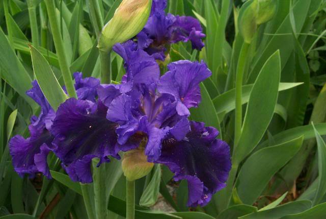 Photo of Tall Bearded Iris (Iris 'Evening Tidings') uploaded by Newyorkrita