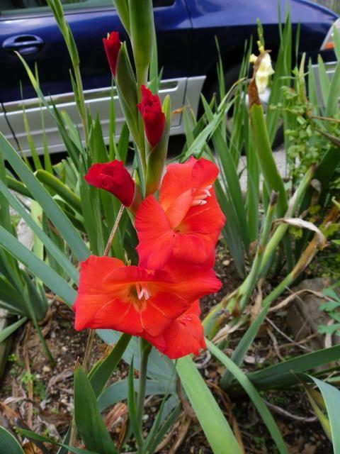 Photo of Gladiola (Gladiolus) uploaded by Newyorkrita