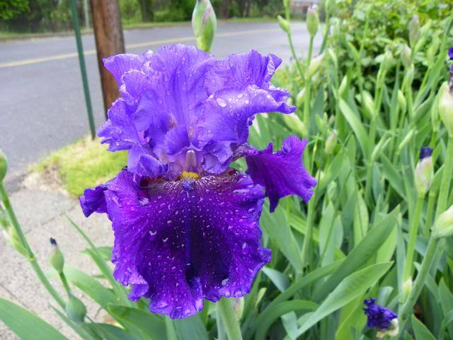 Photo of Tall Bearded Iris (Iris 'Evening Tidings') uploaded by Newyorkrita
