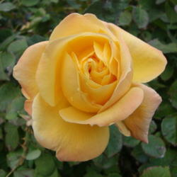 Location: Pleasant Grove, Utah
Date: 2011-11-01
Great garden rose...one of my Grandson's favorite.