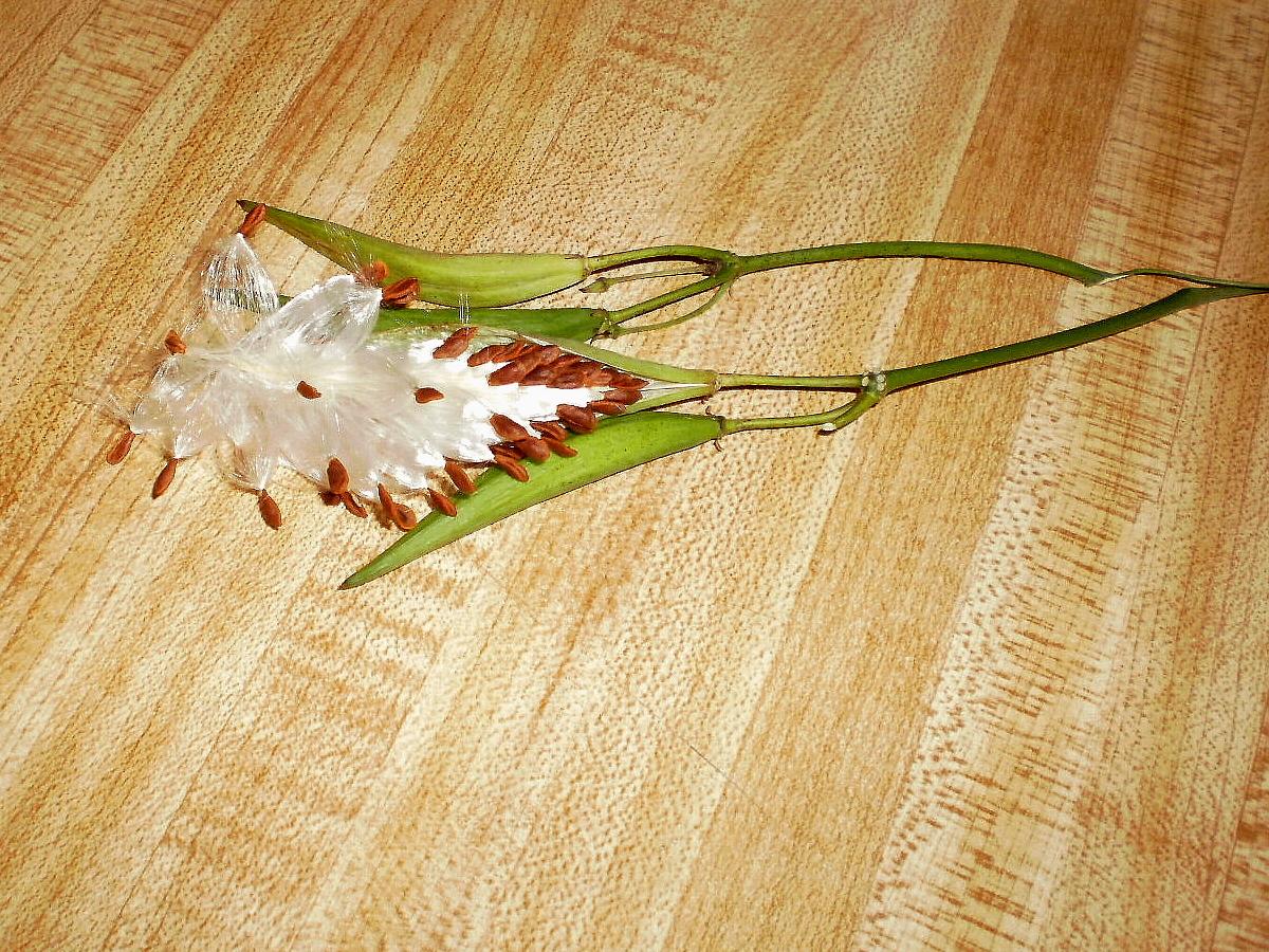 Photo of Tropical Milkweed (Asclepias curassavica) uploaded by SongofJoy