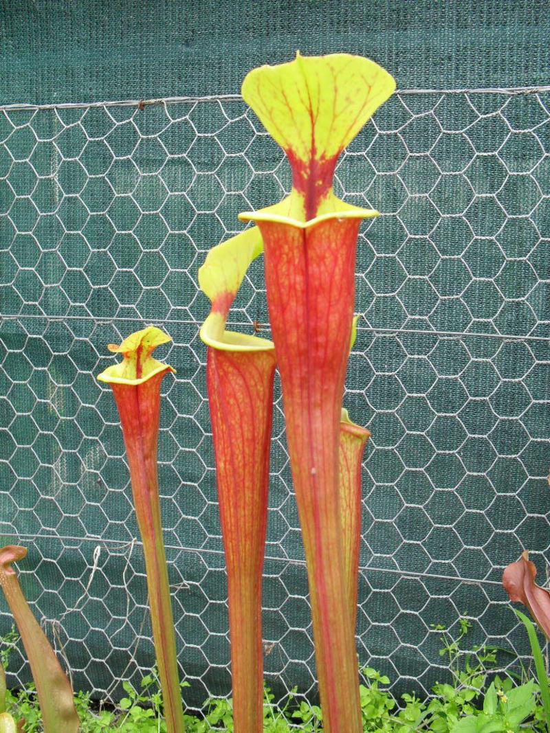 Photo of Pitcher Plant (Sarracenia flava) uploaded by bree
