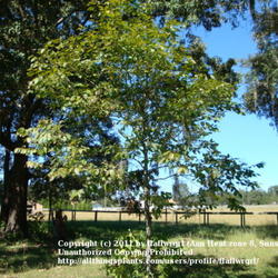 Location: zone 8/9 Lake City, Fl.
Date: 2011-10-22
young tree