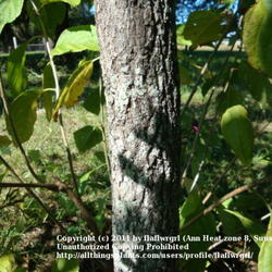 Location: zone 8/9 Lake City, Fl.
Date: 2011-10-22
trunk of young tree showing the block pattern in the bark