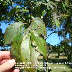 Location: zone 8/9 Lake City, Fl.
Date: 2011-10-22
leaves about to turn in the fall