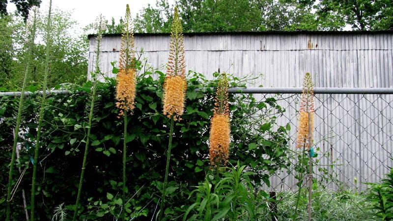 Photo of Foxtail Lily (Eremurus x isabellinus 'Cleopatra') uploaded by jmorth
