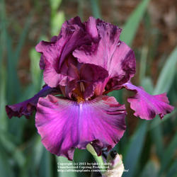 Location: My Garden, Arvada, Colorado
Date: May
Purchased from Iris4U in Denver