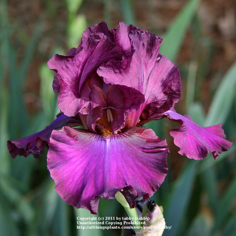 Photo of Tall Bearded Iris (Iris 'Hot Spiced Wine') uploaded by tabby
