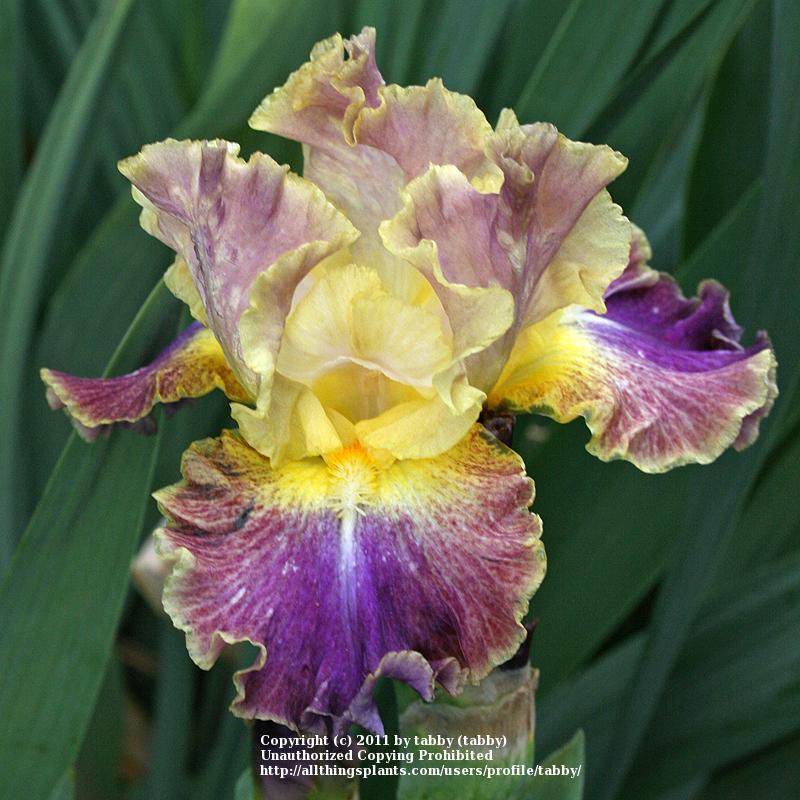 Photo of Tall Bearded Iris (Iris 'High Master') uploaded by tabby