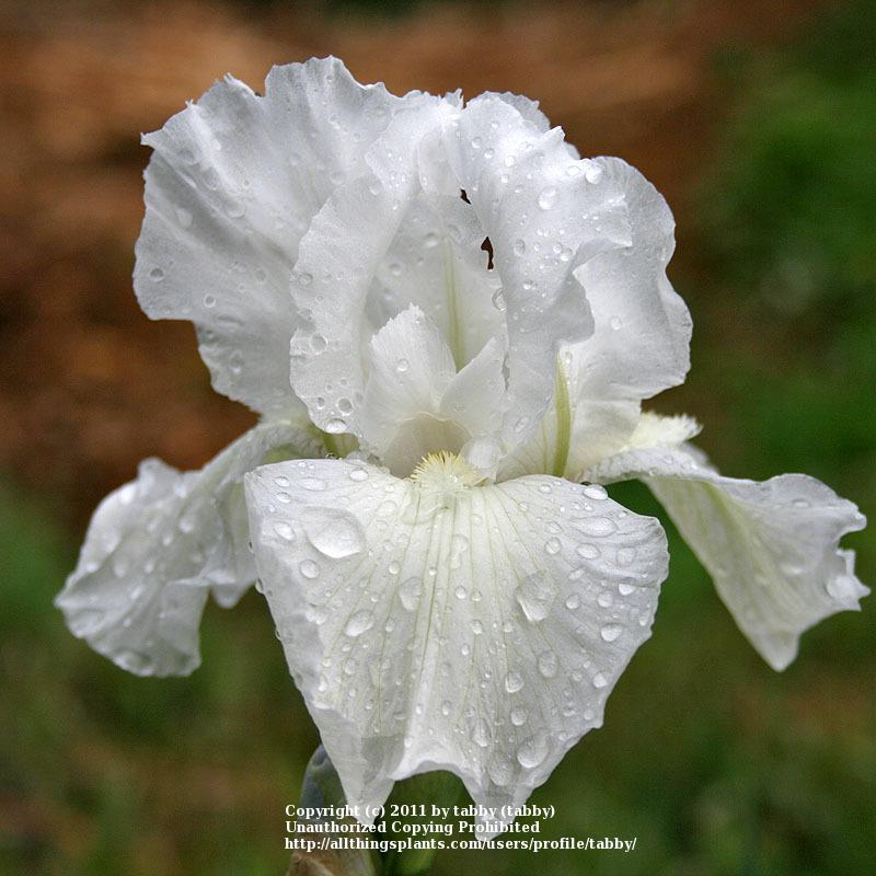 Photo of Tall Bearded Iris (Iris 'Immortality') uploaded by tabby