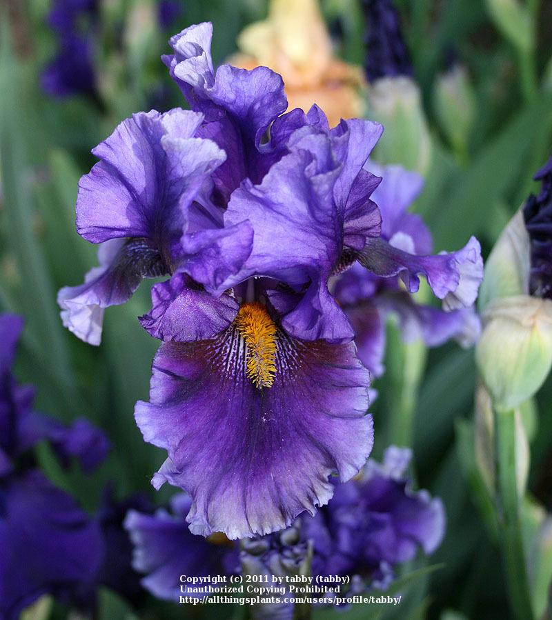 Photo of Tall Bearded Iris (Iris 'Deep Dark Secret') uploaded by tabby