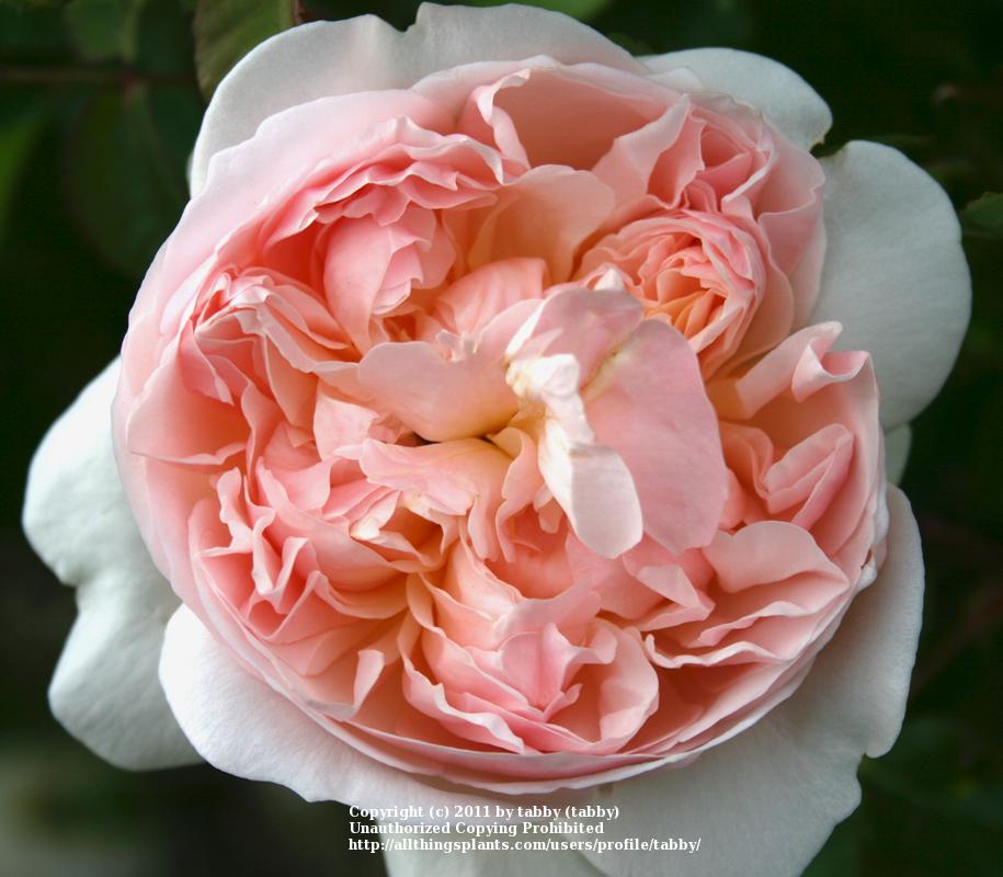Photo of English Shrub Rose (Rosa 'Evelyn') uploaded by tabby