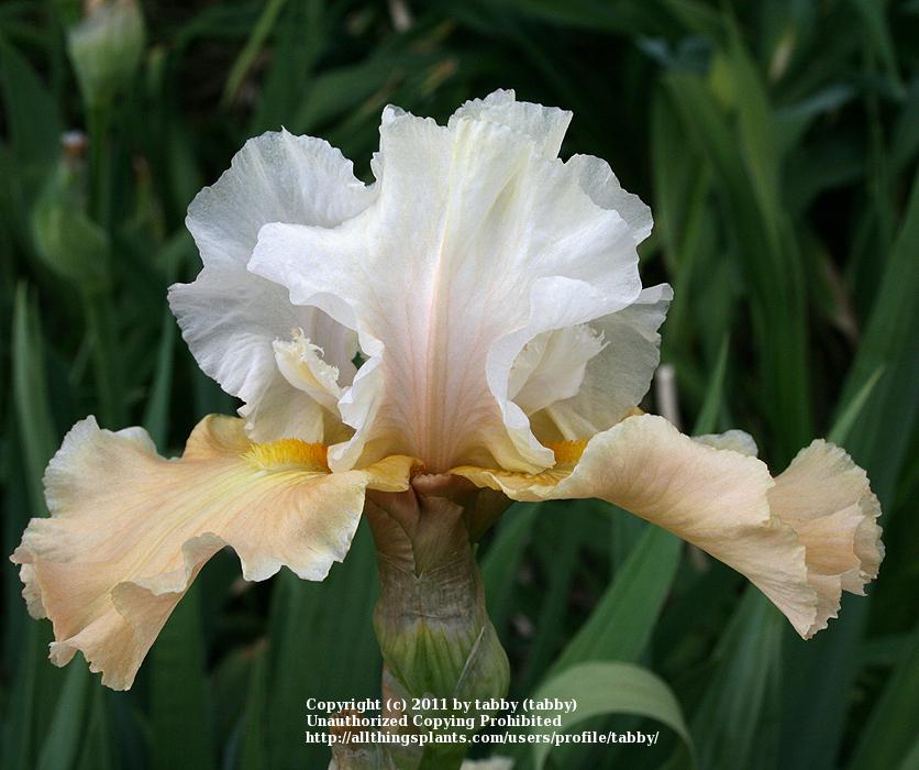 Photo of Tall Bearded Iris (Iris 'Champagne Elegance') uploaded by tabby