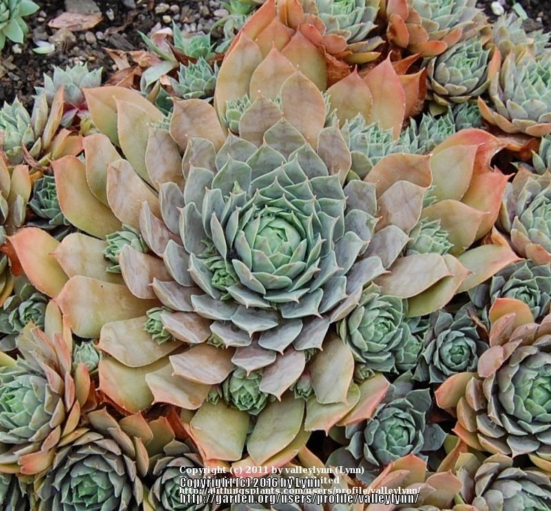 Photo of Hen and Chicks (Sempervivum 'Lady Kelly') uploaded by valleylynn